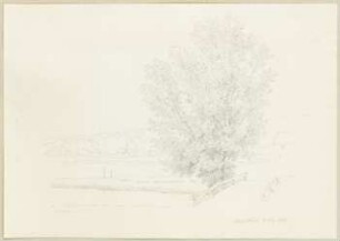 Baum neben einer Brücke