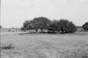 Vegetationsansicht : Bäume in einer Graslandschaft