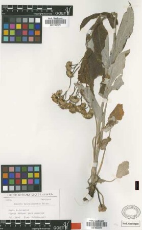Senecio hypochionaeus Boiss. [isotype]