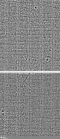 Löwe (steigend) mit Schwert / ES = S.15/16+21/22