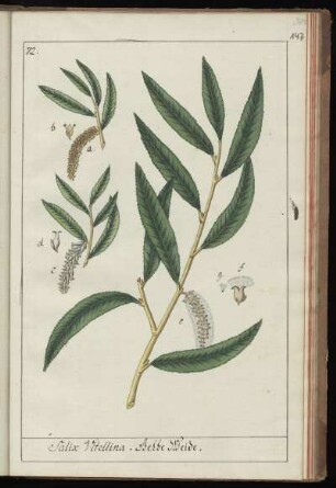 72. Salix Vitellina. Gelbe Weide
