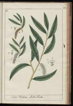 72. Salix Vitellina. Gelbe Weide