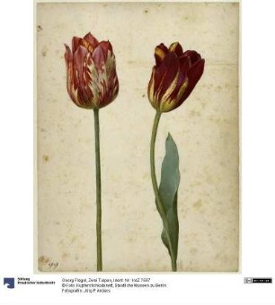 Zwei Tulpen