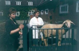 Berlin. Institut für Tierproduktion. Überwachung des Gewichtes der Zuchttiere