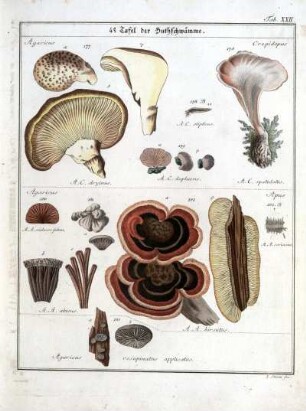 4e Tafel der Huthschwämme