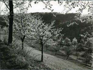 Kirschblüte im Markgräfler Land