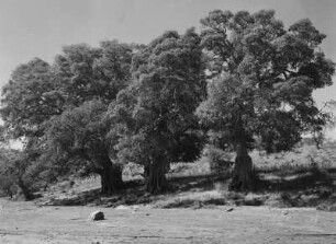 Baumgruppe : Bäume in trockener Landschaft