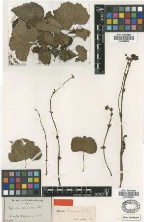 Begonia coriacea Ait.