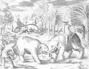 Elefantenjagd in Patani - Buchseite aus de Bry, India II