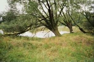 Teich und Weiden am Ufer