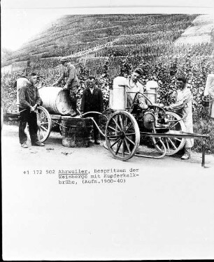 Bespritzen der Weinberge mit Kupferkalk