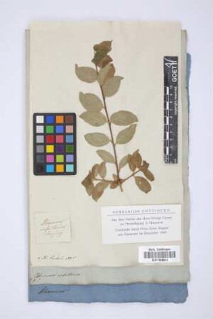 Rhamnus infectorius