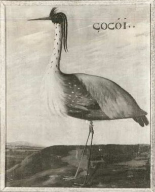 COCOI Reiher (Nycticorax pileata?)