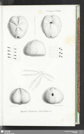 Pl. 862