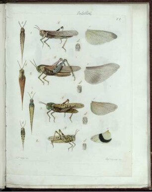 [2], [4], Taf: Fauna Del Regno Di Napoli Ossia Enumerazione Di Tutti Gli Animali Che Abitano Le Diverse Regioni Di Questo Regno E Le Acque Che Le Bagnano. [2]. [Animali Articolati]. [4]