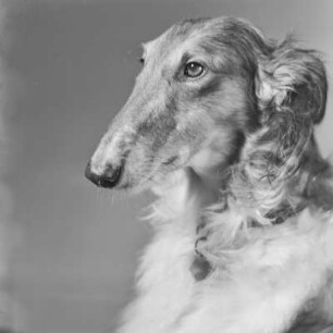 Windhund