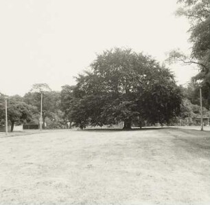 Blutbuche (Fagus sylvatica f. purpurea; Naturdenkmal)