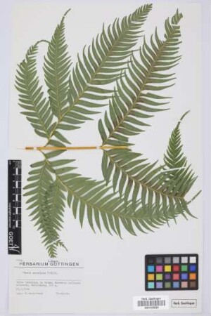 Pteris serrulata Forssk.