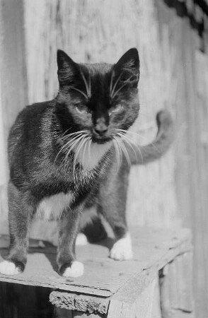 Aufnahme einer Katze