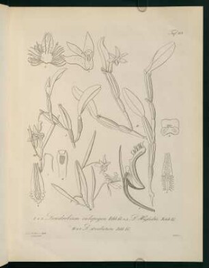 109r-109v, Dendrobium calopogon...