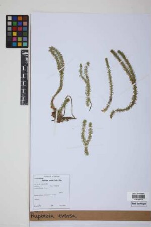 Phlegmariurus eversus (Poir.) B. &Oslash;llg.