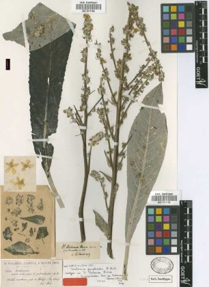 Verbascum balansae Bornm. [isotype]