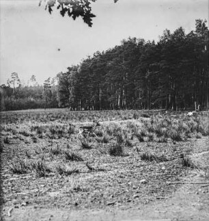 Damhirsch : Wildgehege Moritzburg, trollender Damhirsch (Dama dama)