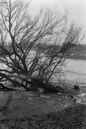 Entwurzelter Baum : Ein durch das Hochwasser der Weißen Elster entwurzelter Baum