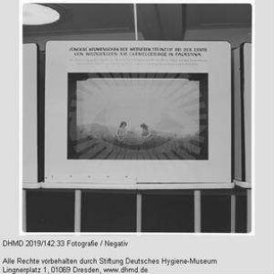 Nationale Hygiene-Ausstellung - Raum 8 - "Jüngere Neumenschen der mittleren Steinzeit bei der Ernte von Wildgräsern am Carmelgebirge in Palästina"