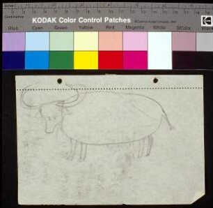 Stier