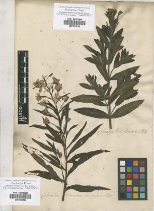 Lysimachia