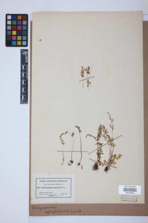 Anogramma leptophylla (L.) Link, 1841