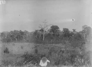 Vegetation : Blick auf Grasfläche und Bäume