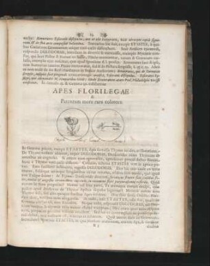 Apes Florilegae & Parentum more rura colentes.