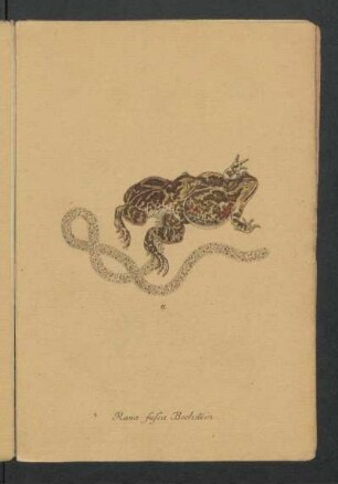 Rana fusca Bechstein.