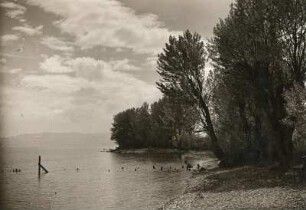 Bodensee mit alten Weiden