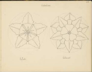 Skizzenbuch 2: Ornamentstudien, Glockenblume, Aufsicht und Untersicht