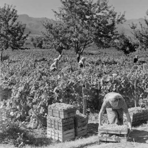 Landschaftsbild der bulgarischen Rhodopen. Weinlese um Peruschtiza