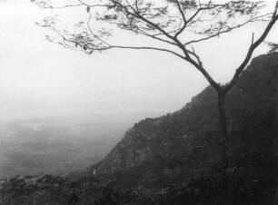 Vegetation