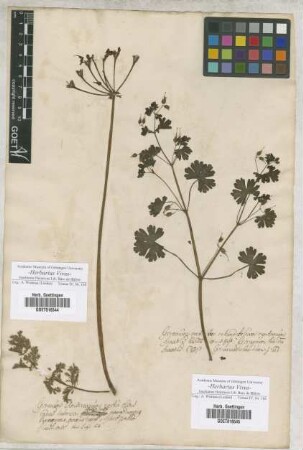 Geranium