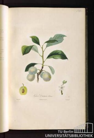 P. XIX. Gros Damas blanc.