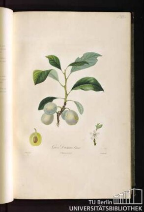 P. XIX. Gros Damas blanc.