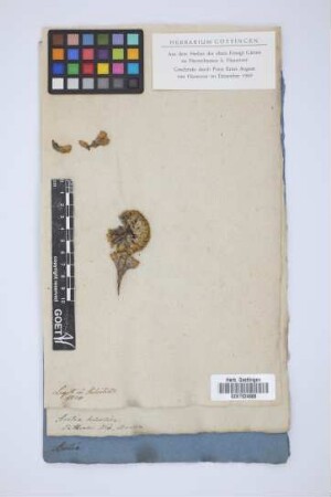Aretia helvetica