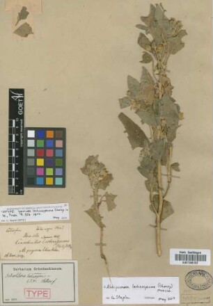 Ipomoea lachnosperma Choisy [isotype]