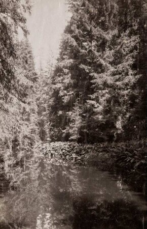 Sächsische Schweiz. An der Oberen Schleuse im Kirnitzschtal bei Hinterhermsdorf