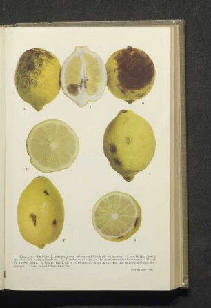 Fig. 158. A-F