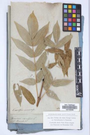 Fraxinus excelsior cortice striato