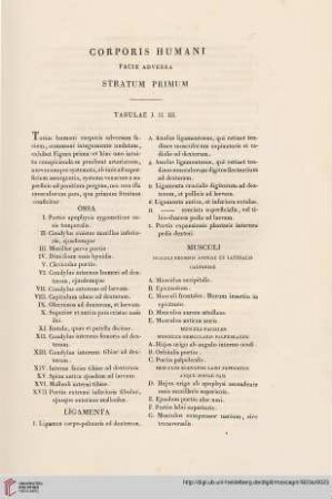 Corporis humani facie adversa stratum primum