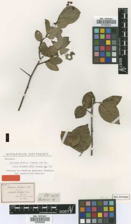 Phoberos gaertneri Thwaites var. Thwaites cordifolius[isotype]