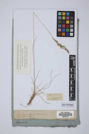 Festuca divaricata